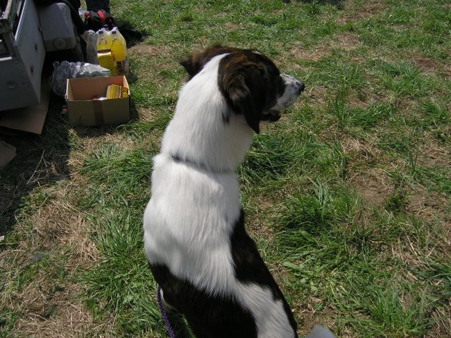 Coursing - Žaga - 22.04.2006 - foto povečava