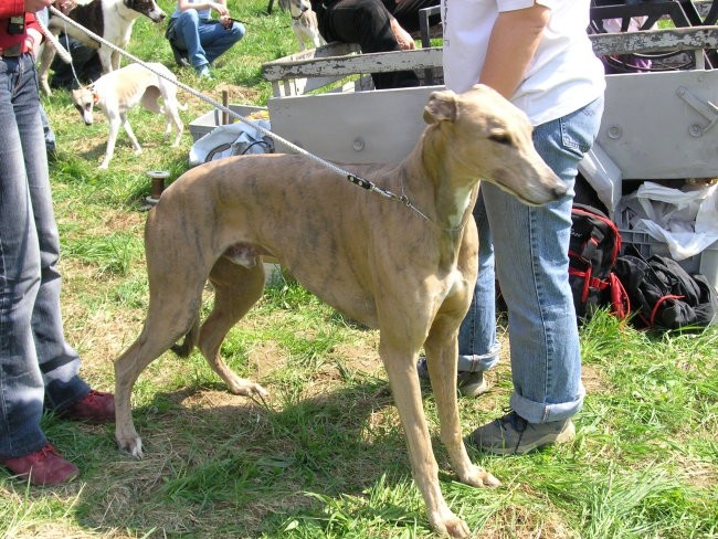 Coursing - Žaga - 22.04.2006 - foto povečava