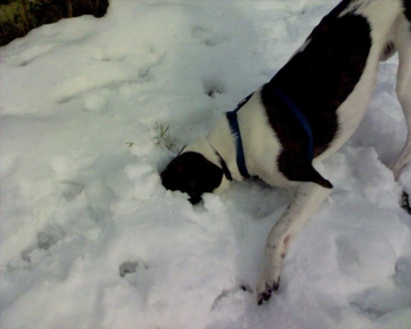 Nova športna panoga psov - kdo zdrzi dlje z glavo v snegu.