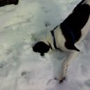 Nova športna panoga psov - kdo zdrzi dlje z glavo v snegu.