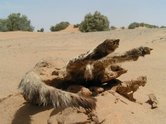 Morocco 2006 - foto povečava