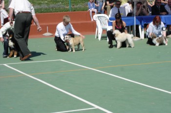 Engleski bulldog Alisa-Sindi  - foto