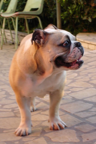 Engleski bulldog Alisa-Sindi  - foto