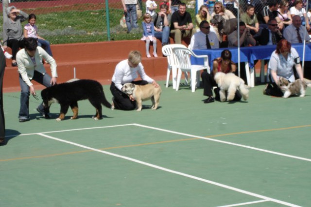 The best puppy cac Rovinj 15.04.07.