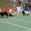 The best puppy cac Rovinj 15.04.07.