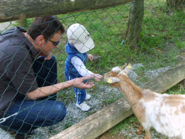 ZOO Herberstein - foto