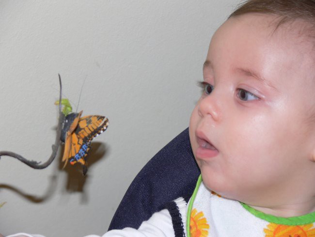 zaljubljen v metuljčke