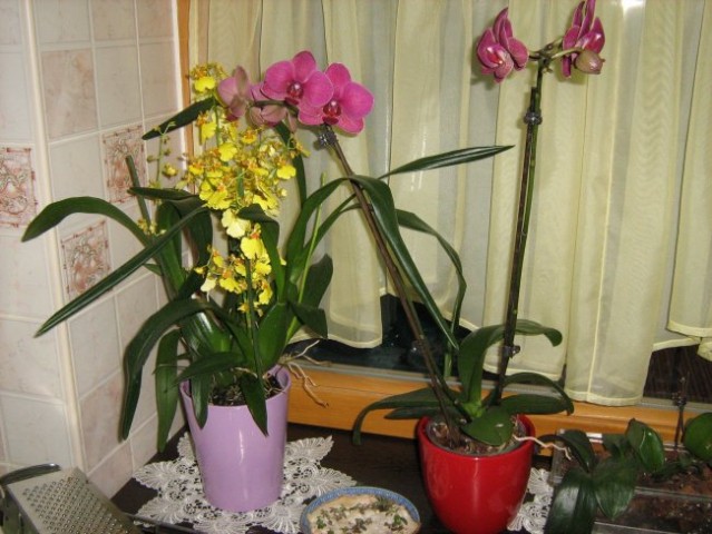 Nove orhideje - foto