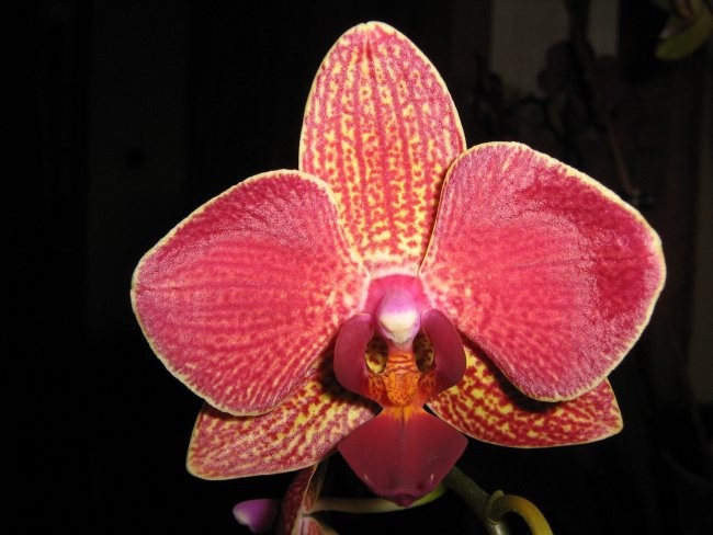 Nove orhideje - foto povečava