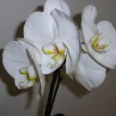 moje orhideje