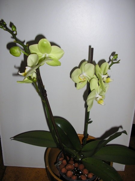 Moje orhideje - foto povečava