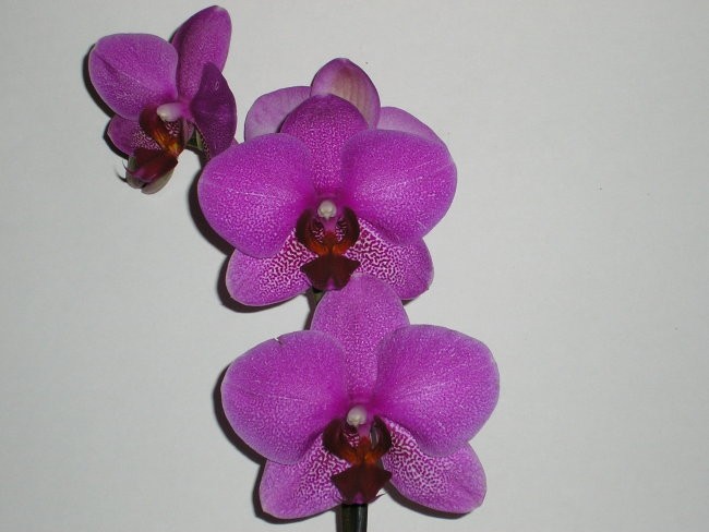 Mamin phalaenopsis.