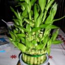 Lucky bamboo - dracena
