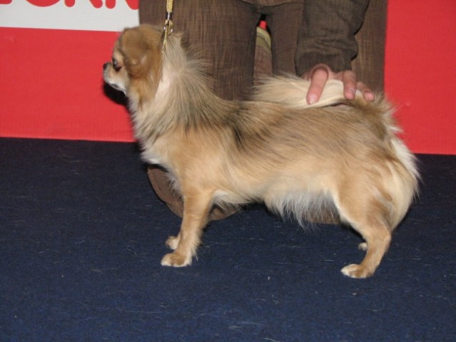 Microschihuas Singing Blues - foto