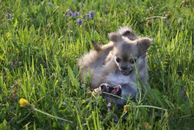 Blue & Jack - foto povečava