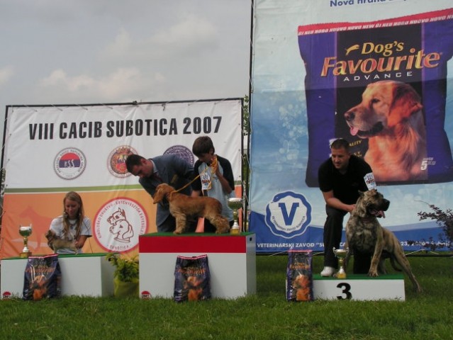Specialka IX. grupe Beograd in CACIB Subotica - foto