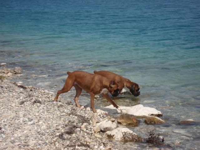 Svaštara - foto