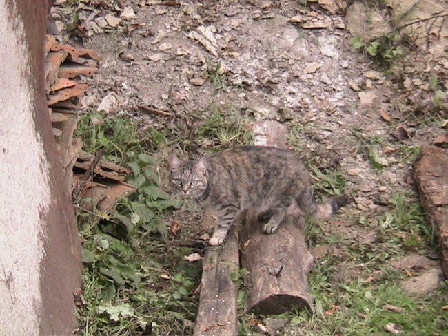 Mačja princesa - foto povečava