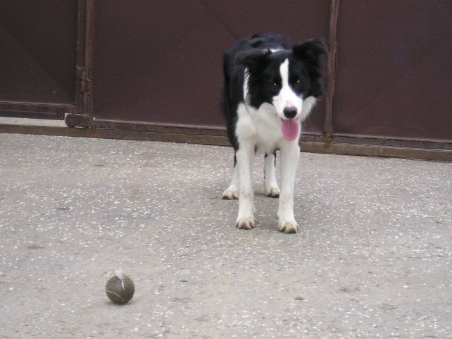 Aya oktobar 2007 - foto povečava