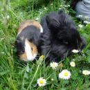 Moj prijatelj zajec Blacky
