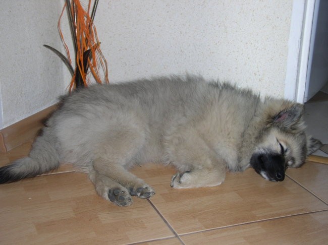 Sylwia - foto povečava
