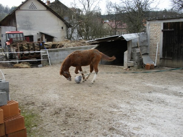 Gigi - foto povečava