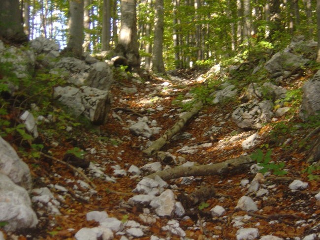 kamnje, veje , listje, adrenalin šprica na vse strani !