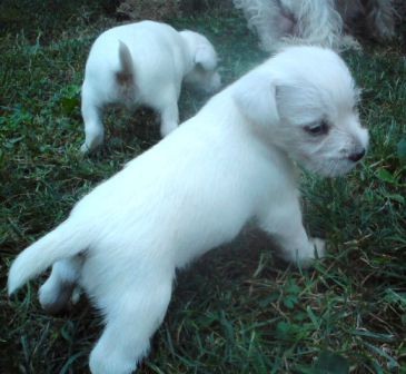 Puppies / štenci - foto