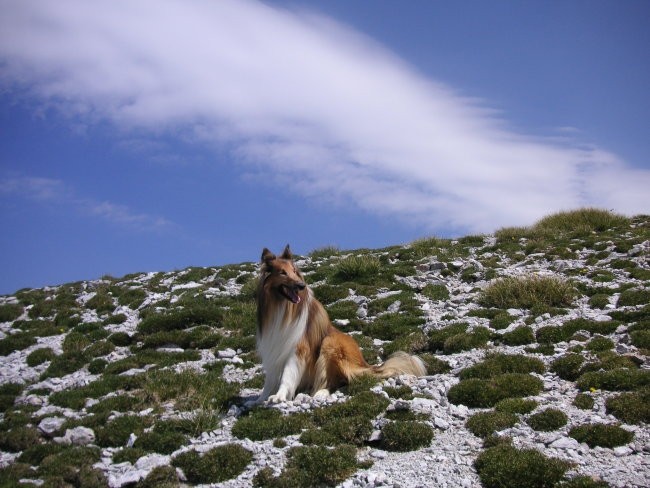 2007 07 28 Rodica - foto povečava