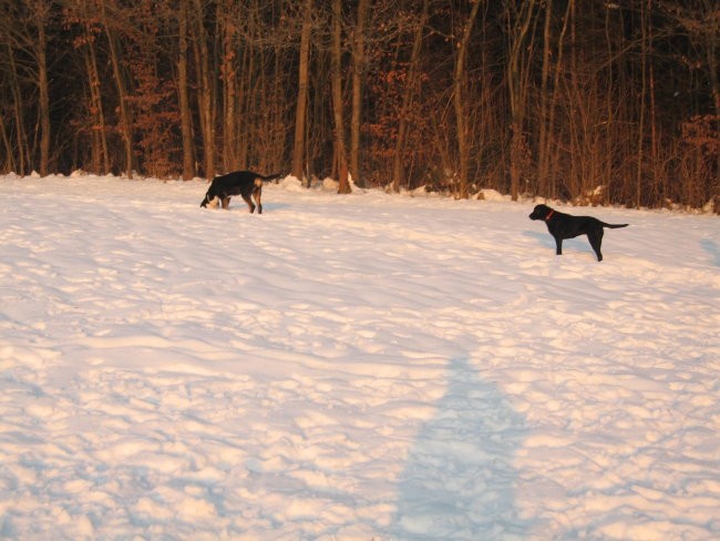 Nom in labradorka Dina - foto povečava