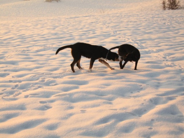 Nom in labradorka Dina - foto