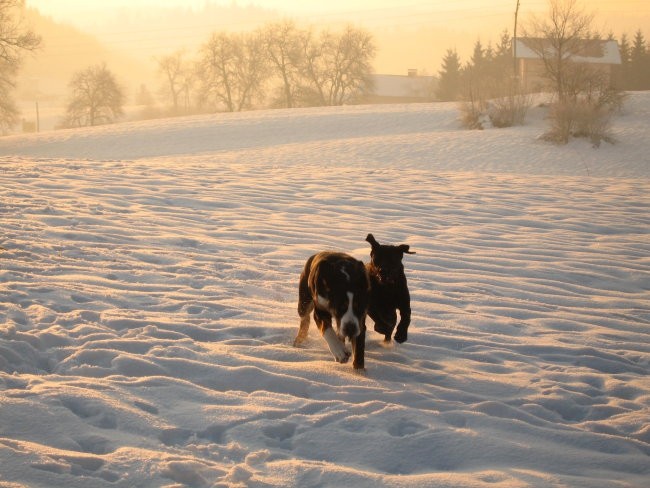 Nom in labradorka Dina - foto povečava