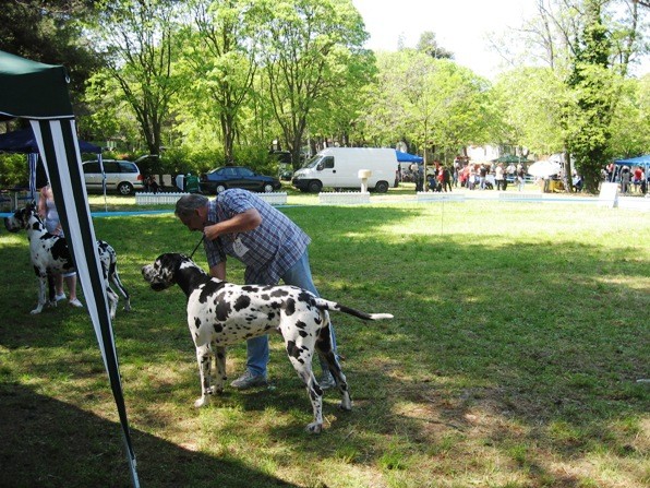 Dorin 2009 - foto povečava