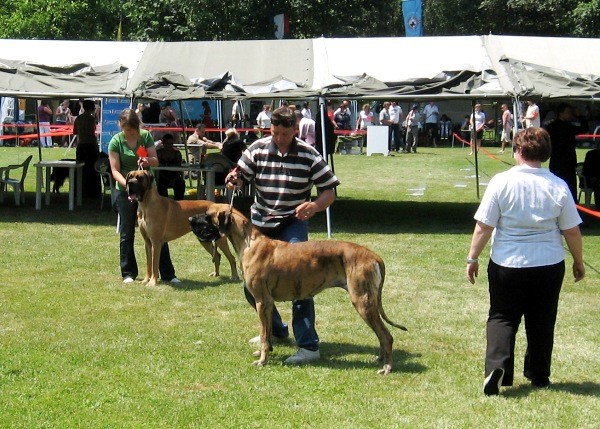 Dorin 2009 - foto povečava