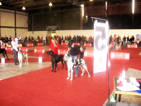 CACIB Zagreb 2010 - foto povečava