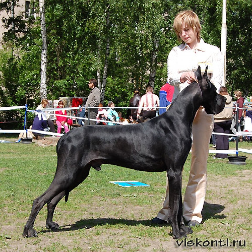 Dorin 3.11. - foto povečava