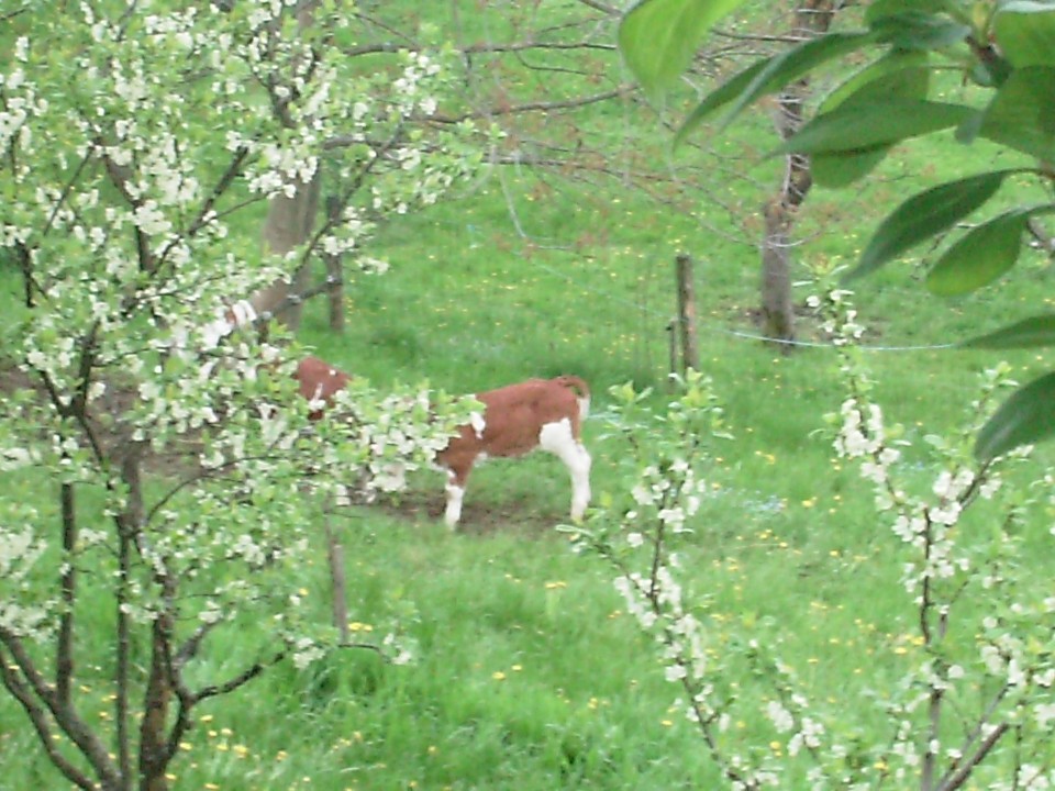 Teletki  april 2009 - foto povečava