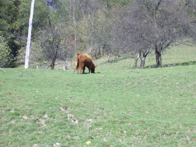 škocko govedo - foto