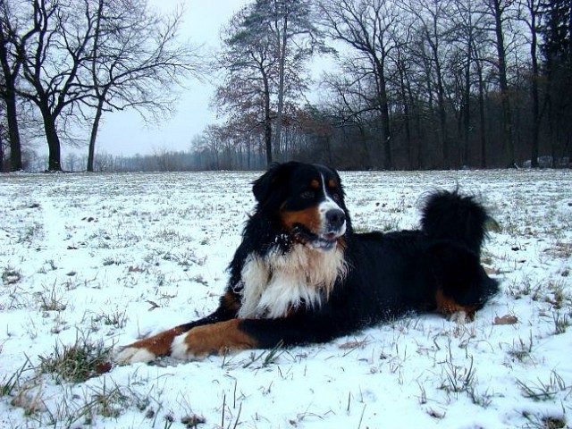 Taj in Bak - Zajčja Dobrava - 2.1.2008 - foto