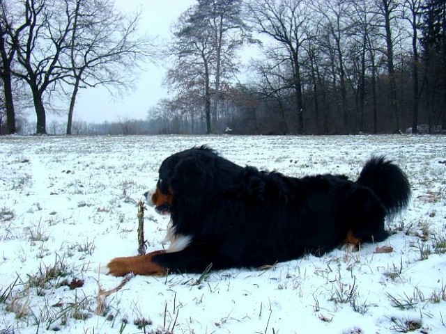 Taj in Bak - Zajčja Dobrava - 2.1.2008 - foto