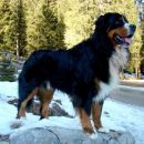 Pokljuka - 8.1.2008