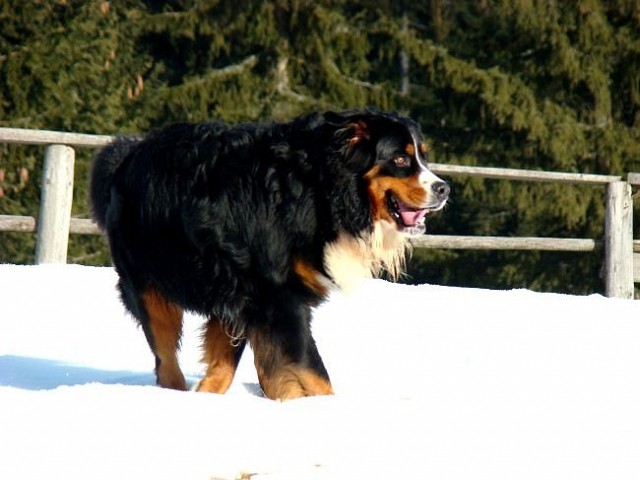 Pokljuka - 8.1.2008 - foto