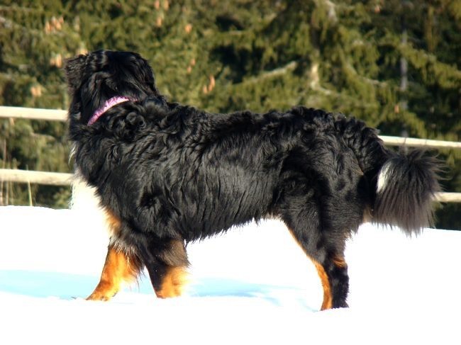 Pokljuka - 8.1.2008 - foto povečava