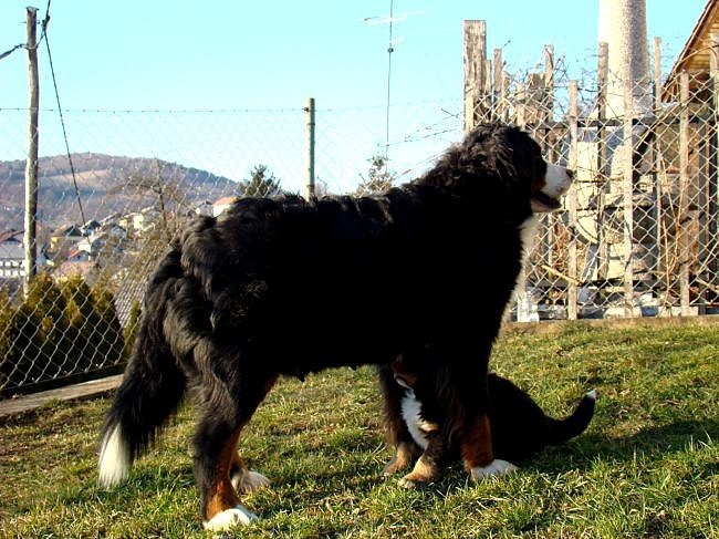 Čelinini mladički - 8.2.2008 - foto povečava