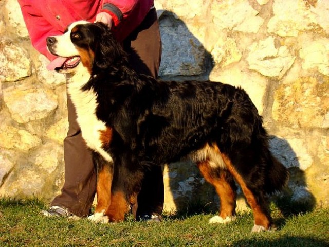 Bernieshine-čki  - Atos, Adis, Best, Beri in  - foto