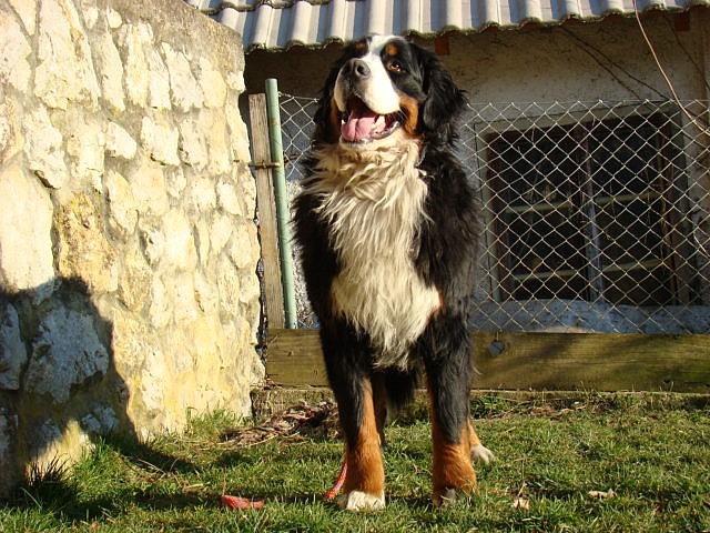 Bernieshine-čki  - Atos, Adis, Best, Beri in  - foto