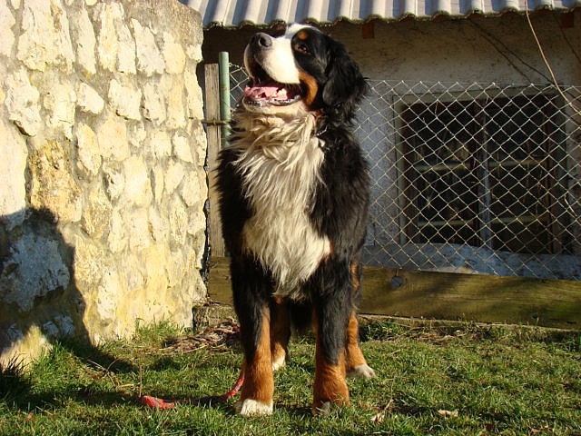 Bernieshine-čki  - Atos, Adis, Best, Beri in  - foto