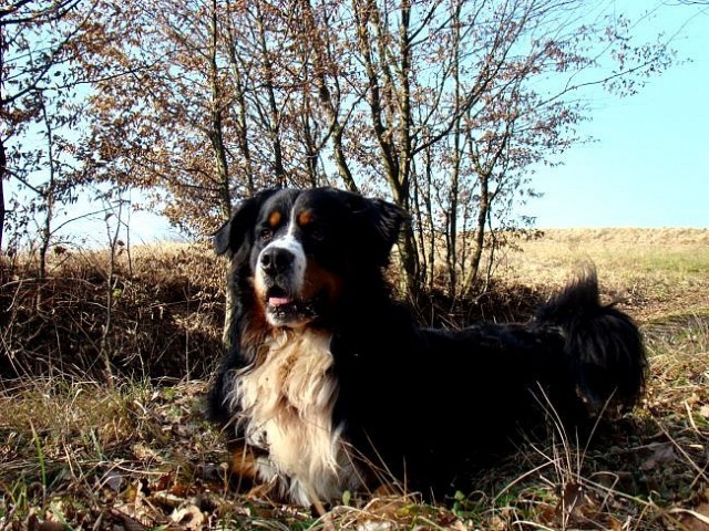 Taj - Šmarje - 9.2.2008 - foto