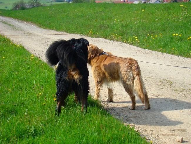 Taj, Rina in Rondo - 27.4.2008 - foto povečava