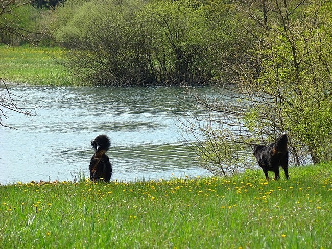 Taj, Rina in Rondo - 27.4.2008 - foto povečava